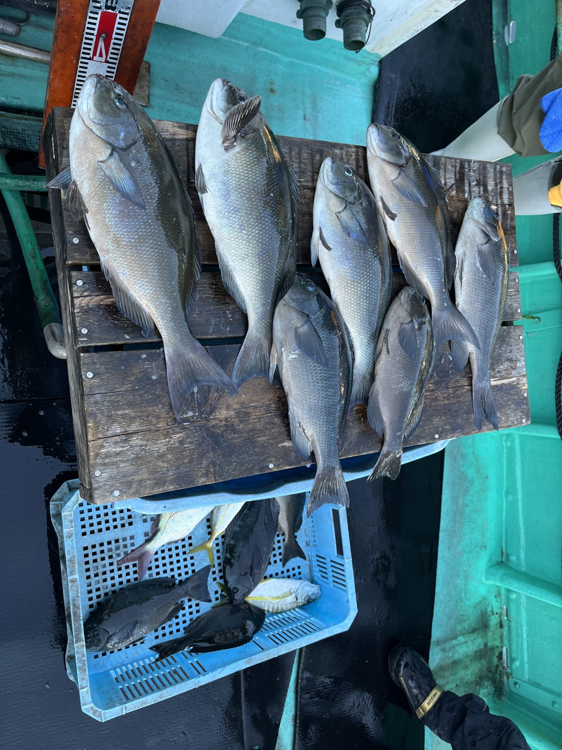尾長グレ 40〜43cm 5尾 グレ 31〜40cm 5尾 シマアジ 29〜30cm 2尾 クロダイ 38cm 1尾 | 大型磯渡し船 とせん丸